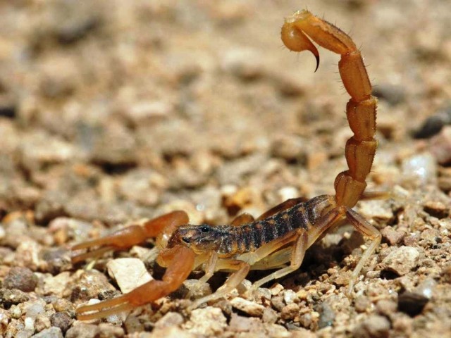 bed bugs on a mattress
