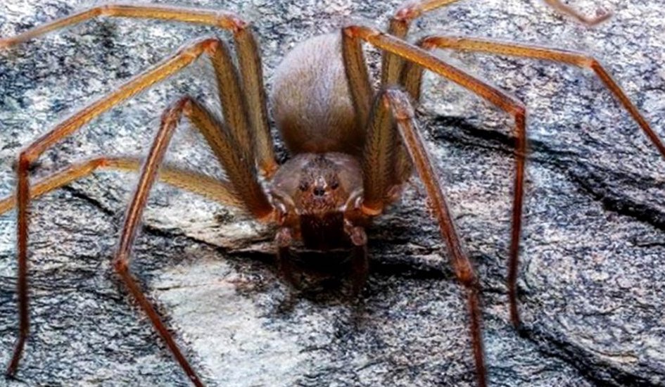 arañas